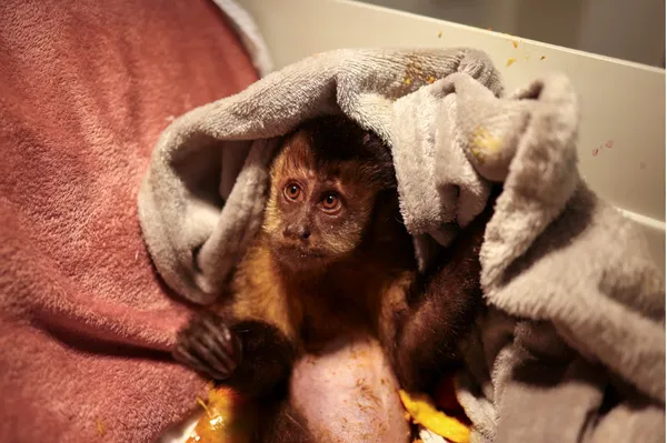 Macaco-prego órfão recuperando-se