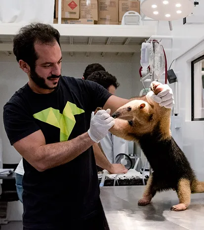 Tamanduá-mirim resgatado em atendimento veterinário