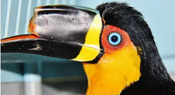 Tucano-de-bico-preto em recuperação
