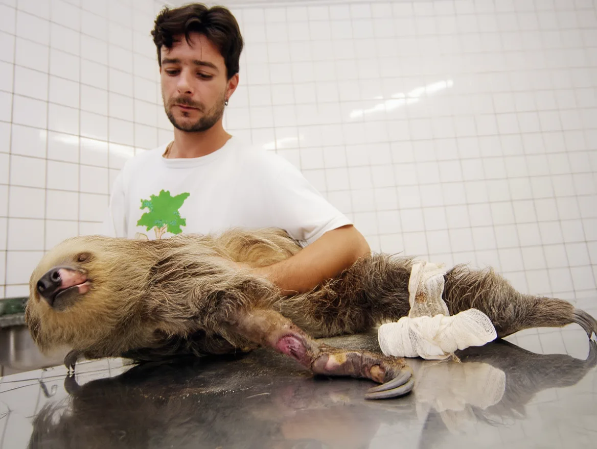 Pequi, a bicha-preguiça resgatada, sendo cuidada por veterinário do Instituto Vida Livre