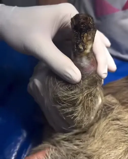 Pata do bicho-preguiça com queimadura grave por eletrocussão, expondo o osso